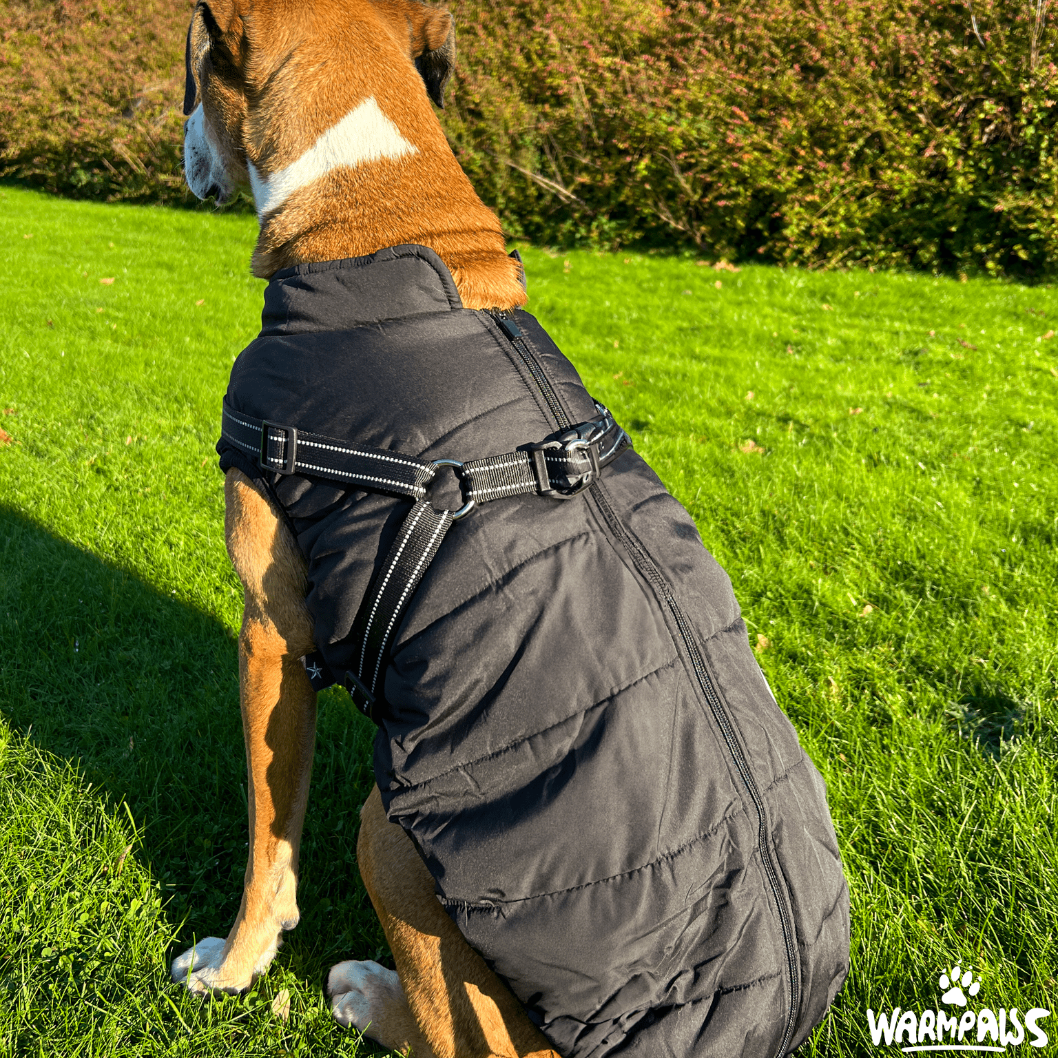 WARMPAWS - Der perfekte Winter Hundemantel mit integriertem Geschirr - WARMPAWS